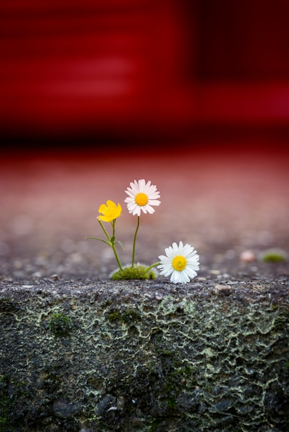 Marguerite dans le sol fissuré