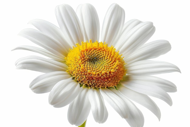 Photo la marguerite est isolée par un chemin de coupe que j'ai fait à la main.