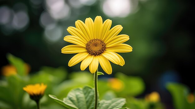 Marguerite à fleurs jaunes de jardin