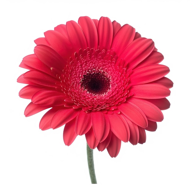 Une marguerite gerbera rouge avec une tige verte