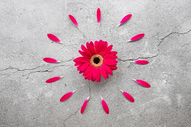 Marguerite gerbera rouge vif avec motif de pétales rouges et circulaires