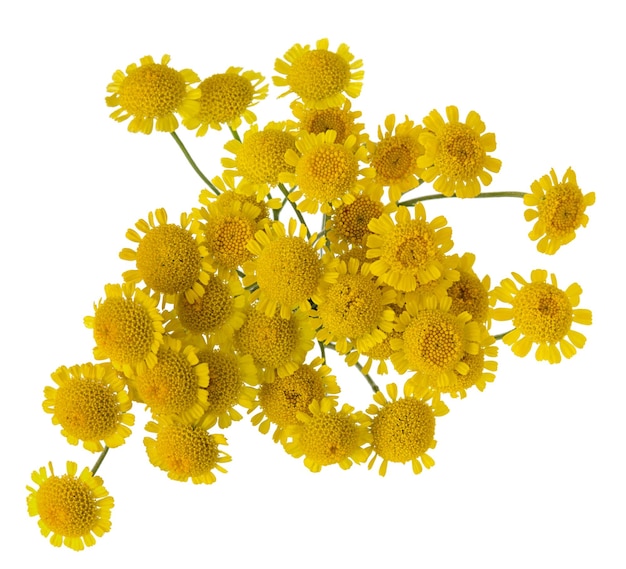 Marguerite jaune ou bouquet de fleurs de camomille isolé sur fond blanc