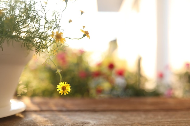 Marguerite jaune dans un pot blanc sur une table en bois