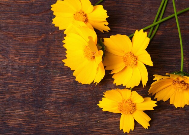 Marguerite jaune sur fond de bois