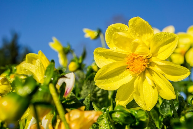 Marguerite jaune avec des gouttes de rosée le matin.