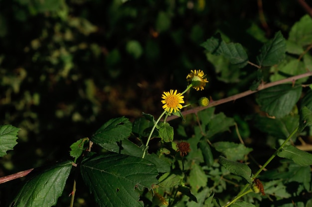 marguerite jaune en gros plan dans un beau jardin fleuri.