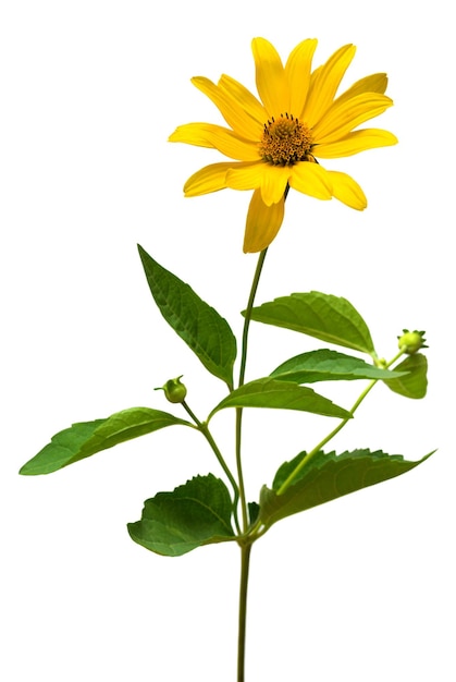 Une marguerite jaune isolé sur fond blanc