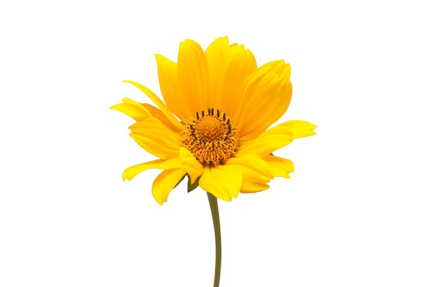 Marguerite jaune isolée sur fond blanc. Carte de fleurs. Mise à plat, vue de dessus