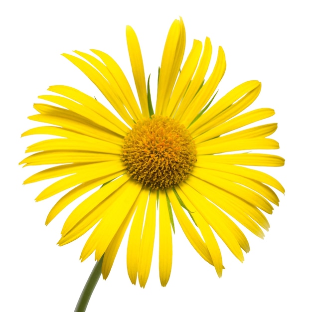 Marguerite jaune isolée sur fond blanc. Carte de fleurs. Mise à plat, vue de dessus