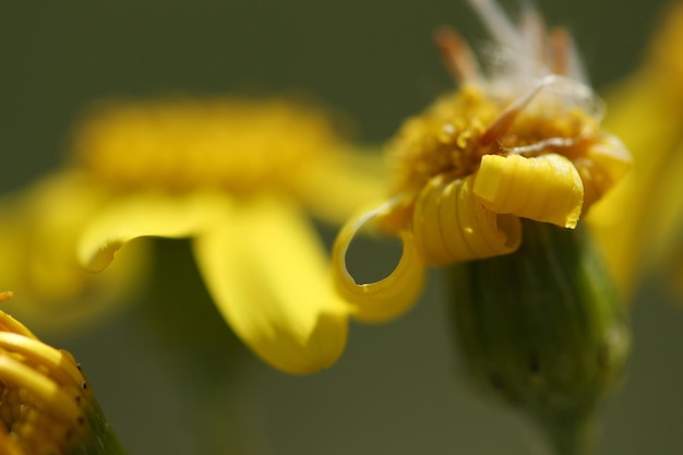 Marguerite jaune