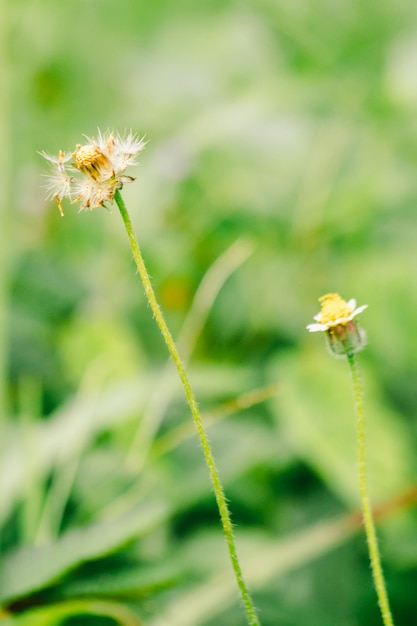 La marguerite mexicaine commence à fleurir