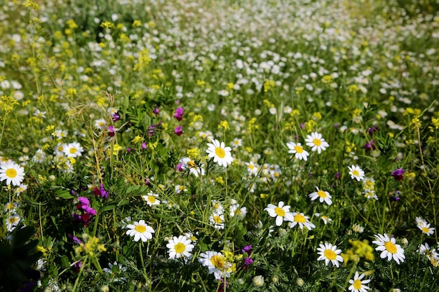 Marguerite de printemps naturelle dans le pré