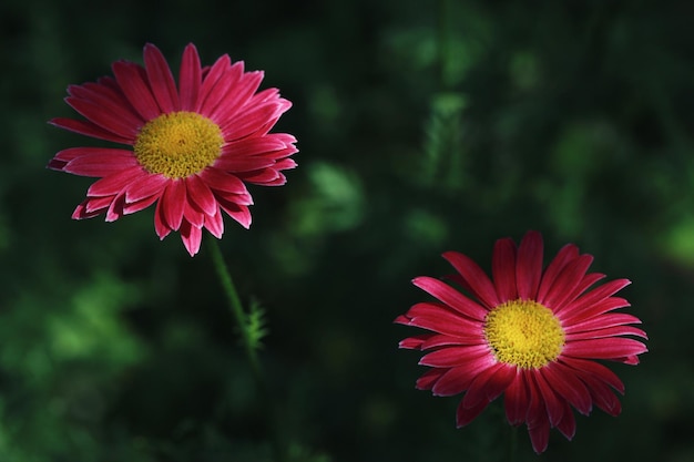 Marguerite de pyrèthre de belles fleurs roses à l'ombre sur un fond vert foncé