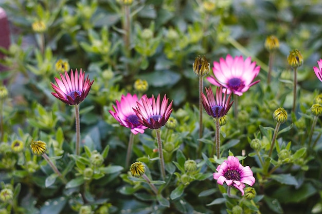 Marguerite rose dans le jardin