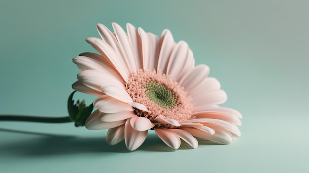 Une marguerite rose sur fond bleu