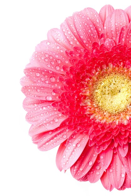 Marguerite rose-gerbera avec des gouttes d'eau isolé sur blanc