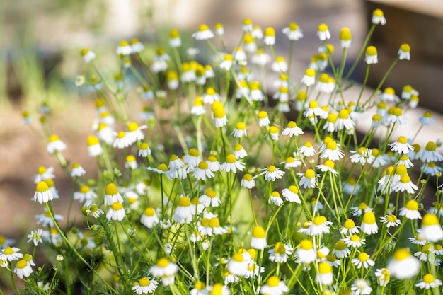 Marguerite sauvage en fleurs dans le jardin.