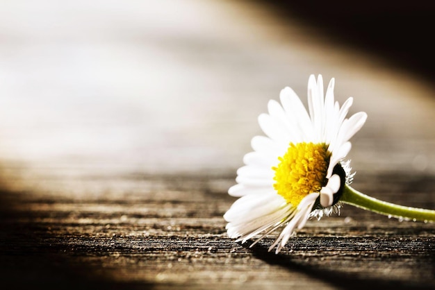 Une marguerite sur une table en bois