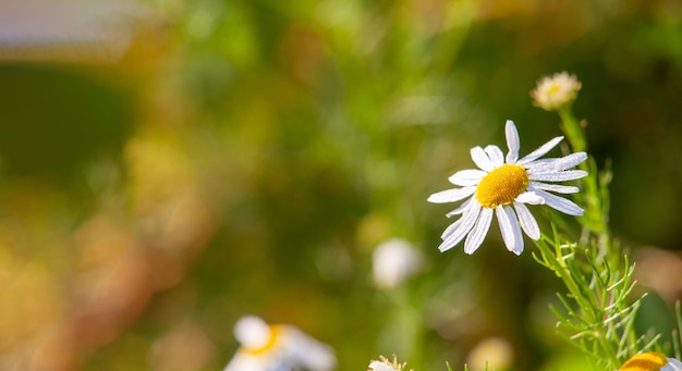 Marguerite unique en gros plan de rosée sur fond flou avec espace de copie