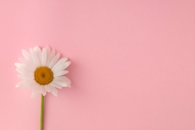 Marguerite vue de dessus sur fond rose