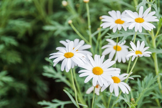 Photo une marguerite