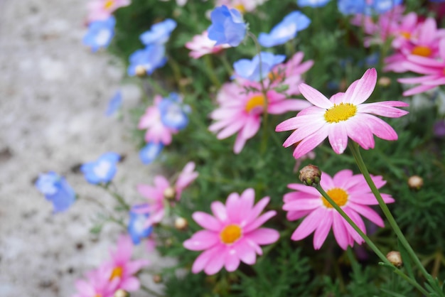 une marguerite