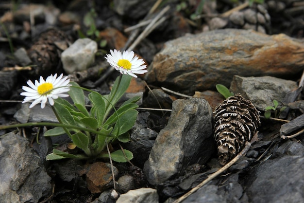 marguerite