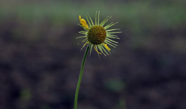 marguerite