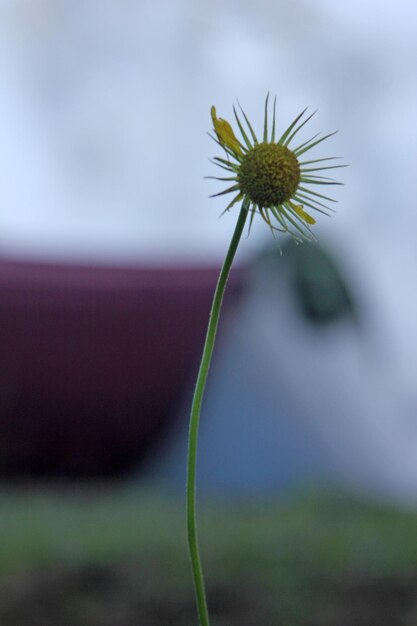 marguerite