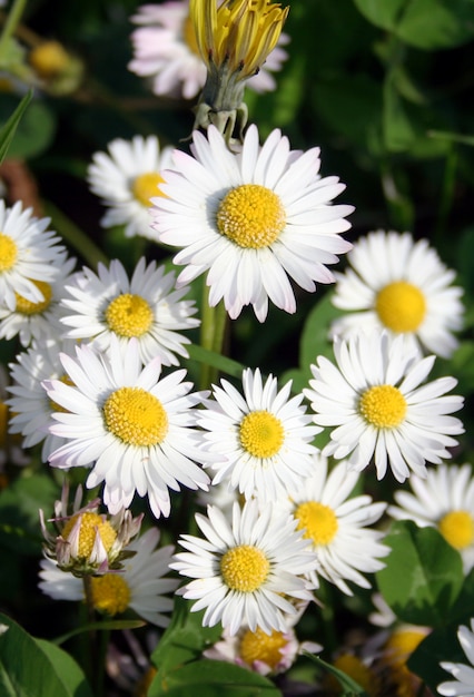 une marguerite