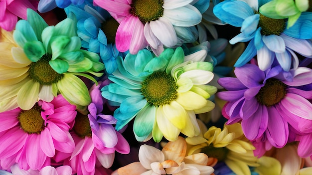 Marguerites arc-en-ciel. Fleur arc-en-ciel. Bouquets de fleurs arc-en-ciel en fleurs, mise au point sélective. Impression de fond fleurs marguerite multicolores