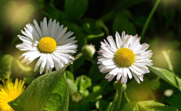 Marguerites blanches dans le jardin par une journée ensoleillée