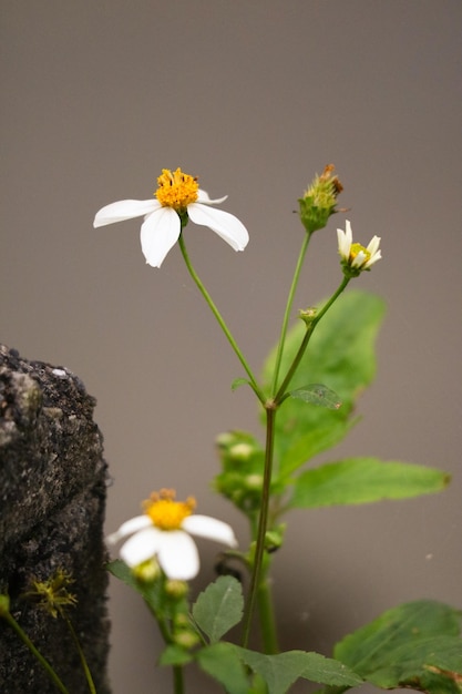 Marguerites blanches dans un jardin