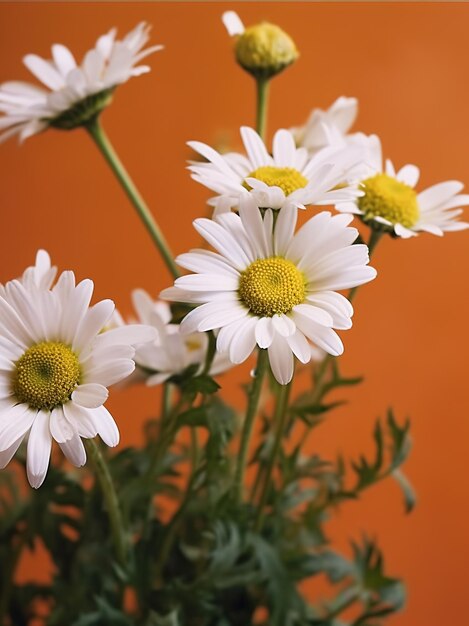 Marguerites blanches dans un vase sur fond orange