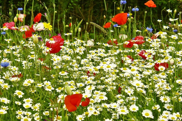 Des marguerites blanches et des fleurs de pavot rouge fleurissent dans le champ.