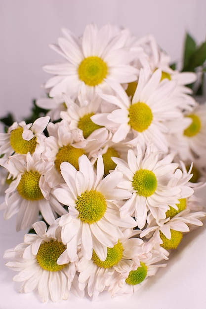 Marguerites blanches sur fond blanc. Bouquet de marguerites sur fond blanc.