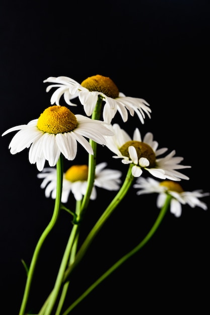 Marguerites blanches sur fond noir