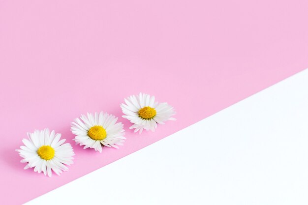 Marguerites blanches sur fond rose clair et blanc se bouchent