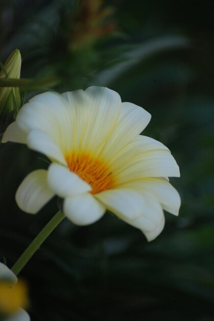 Photo marguerites blanches et jaunes