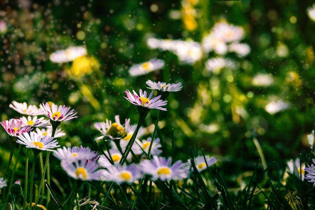 Des marguerites blanches sur une prairie verte sur un fond de gros plan d'un chaud jour de printemps