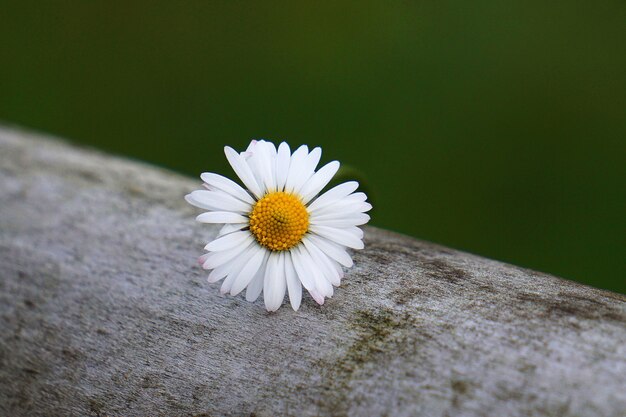 marguerites blanches romantiques dans le jardin