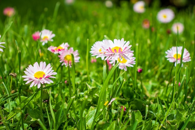 Marguerites blanches et roses dans un pré vert se bouchent