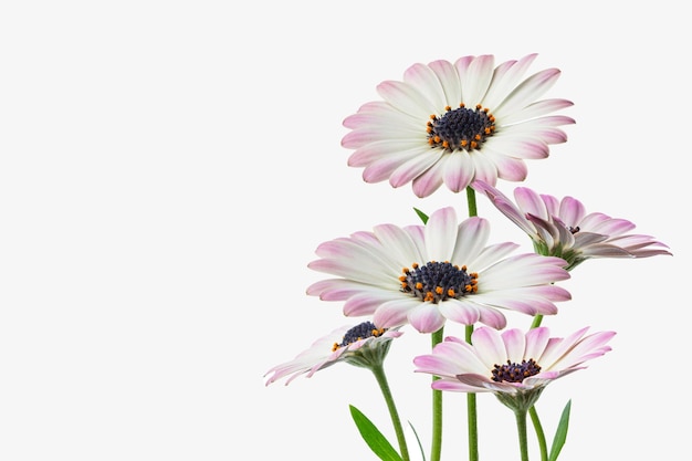des marguerites blanches et roses sur un fond blanc isolé