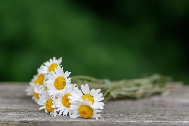 Marguerites blanches sauvages Gros plan de belles fleurs sauvages