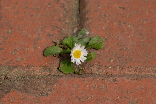 Marguerites blanches sur le sol en ciment