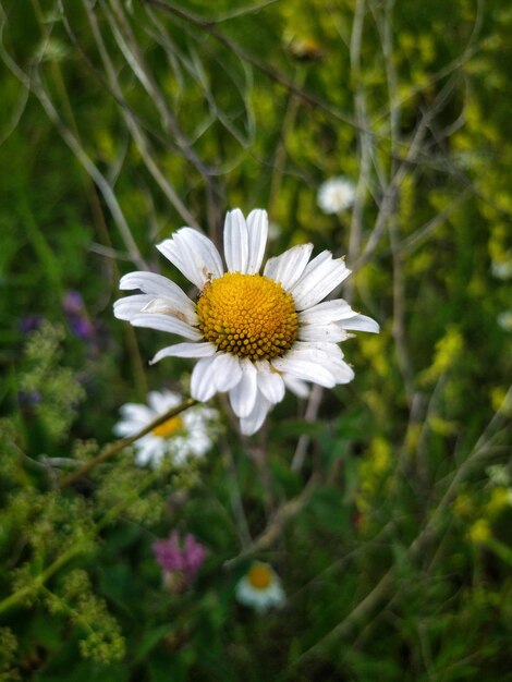 Marguerites blanches sur le terrain