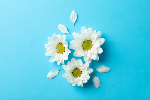 Marguerites, bleu, table