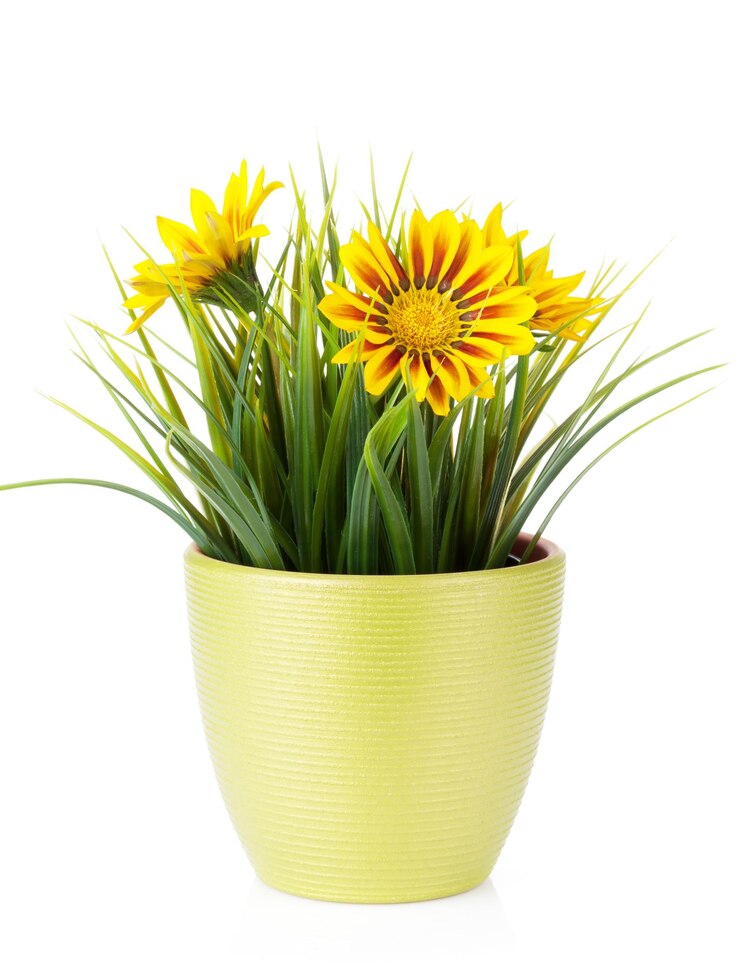 Photo des marguerites colorées dans un pot