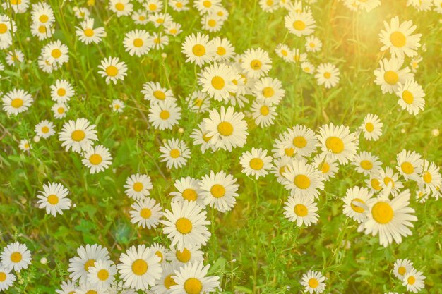 Marguerites dans le champ illuminé par le soleilFond d'étéTonique