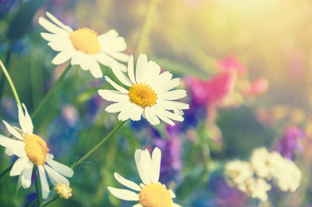 Marguerites dans le domaine. Arrière-plan de fleur floue. Effet vintage